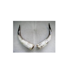 Corne de paire de buffle 100% véritable corne de paire de buffle décorative polie à la main à bas prix - Product Image 3