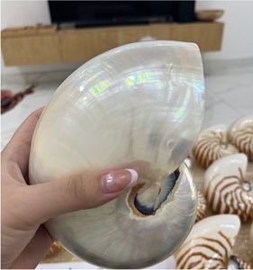 Pulido Cámara Nautilu Shell joyería de moda colgante collar exhibición artesanía venta al por mayor exportación - Product Image 4