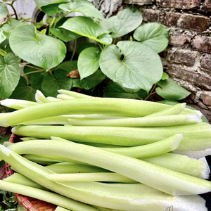 Tallo de Taro Congelado Premium de Proveedor Vietnamita - Product Image 1