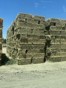 Alfalfa Hay Precios Especiales - Product Image 6