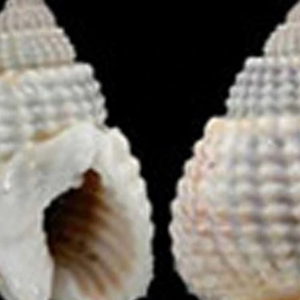 Coquille de thon tacheté d'exportation du Vietnam, magnifique pour les travaux d'artisanat, prix bas, contactez-nous maintenant pour le meilleur prix - Product Image 3