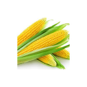 Cultivo de maíz amarillo para consumo humano y animal, maíz amarillo para alimentación de aves de corral - Product Image 5