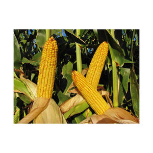 Maíz amarillo secado al aire más vendido Maíz amarillo sin OMG Calidad de exportación Maíz amarillo y blanco a la venta - Product Image 3