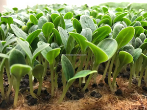 เสื่อใยมะพร้าวธรรมชาติแท้ & เสื่อรองเท้า 100% ใยมะพร้าว วัสดุก่อสร้างรักษ์โลก คุณภาพสูง Eco2go - Product Image 5