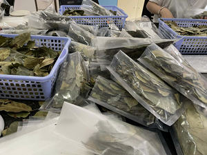 Premium Dried Soursop Leaves for Herbal Tea - Product Image 4