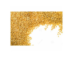 Céréales de blé entier de qualité supérieure pour la consommation humaine – Grains de blé d'Argentine à vendre |   Acheter des grains de blé - Product Image 4