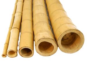 Vente en gros de poteaux en bambou 100% naturel pour l'agriculture et la construction, origine Vietnam, marque ECO2GO, durée de vie de 10 à 20 ans - Product Image 1