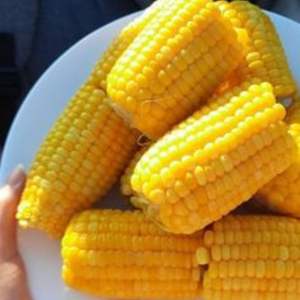 Maïs sucré en saumure en conserve Sélection Premium Export - Product Image 5