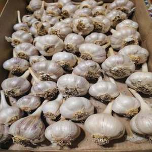 กระเทียมขาวเปลือกขาวสดใหม่ ราคาถูก ขนาด 25 กก. ซื้อจำนวนมากและส่งออกจากประเทศไทย - Product Image 1
