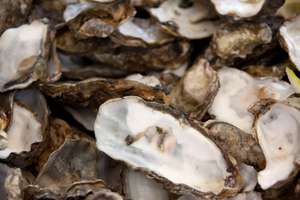 Premium White Oyster Shell Clean, secado al sol, listo para la exportación - Product Image 3