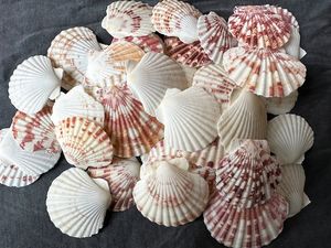 Véritable coquillages cauri d'Afrique de taille centrale Cypraea Annulus brut mélangé | Coquillages de mer naturels modernes pour la divination - Product Image 4