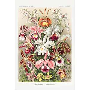 Formas artísticas en la naturaleza de Ernst Haeckel, placa 74, póster de naturaleza muerta con orquídeas sobre papel - Product Image 5