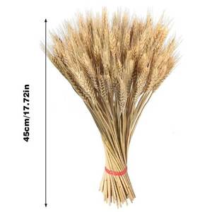 Tiges de blé séchées naturelles de haute qualité bonnes pour la décoration intérieure décorations de table pour les festivités de Diwali fleurs séchées - Product Image 2