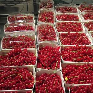 เชอร์รี่แดงเกรด 1 |   เนื้อสัมผัสแน่นและค่าบริกซ์สูง (18%+) | ผลผลิตสดใหม่ส่งออก ปริมาณมากจากสหราชอาณาจักร - Product Image 6