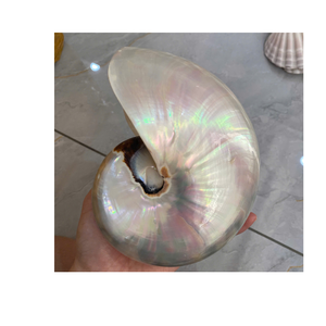 เปลือกหอยเป๋าฮื้อธรรมชาติสำหรับตกแต่งงานฝีมือโครงการศิลปะทำมือเปลือกหอยเป๋าฮื้อเวียดนาม - Product Image 4