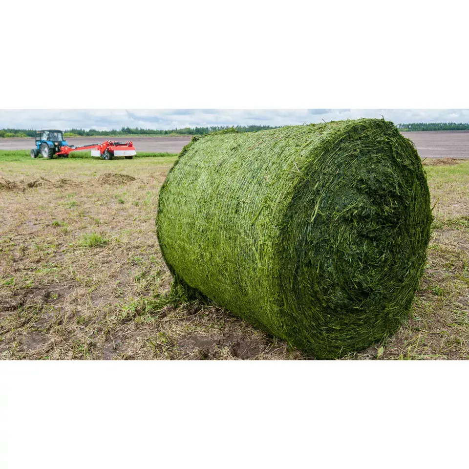 Alfala Hay zum Verkauf China-Großhandel Luzerne Gras von vertrauens würdigen Großhandel Alfalfa Produkte zu Fabrik preisen von Herstellern