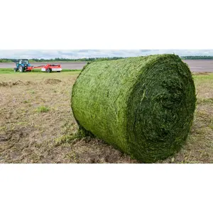 Alfala Hay for sale China - Wholesale alfalfa grass from trusted Wholesale Alfalfa Products at Factory Prices from Manufacturers