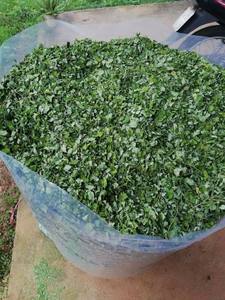 DRIED MORINGA IMPROVES HEALTH and <b>TREATS</b> DISEASES - Product Image 3