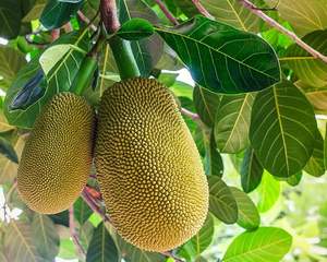 Jaca verde joven, buena calidad, buen precio - Product Image 4