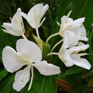 Reasonable Price Pure White Ginger Lily Absolute <b>Oil</b> Aromatherapy <b>Essential</b> <b>Oil</b> Gift <b>Set</b> Supplier White Ginger Lily Absolute <b>Oil</b> - Product Image 2