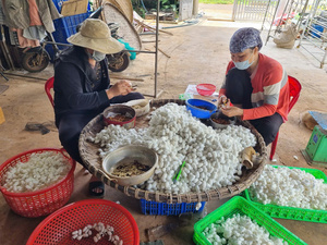 รังไหมสีขาวธรรมชาติสำหรับทอผ้าถักและผลิตภัณฑ์งานฝีมือที่ผลิตในเวียดนาม - Product Image 6