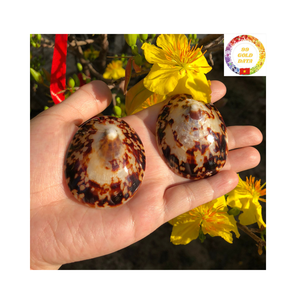 Copa de vino de concha hecha a mano para servir Martini elegante y ceremonia de boda de lujo en el océano - Product Image 2