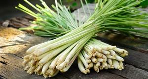 Hoja de hierba de limón seca cruda exportada de Vietnam de alta calidad con precio competitivo en el mercado - Product Image 3