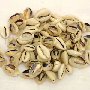 Cut open natural cowry shells cowrie seashells conch shell beads for making rings and necklaces