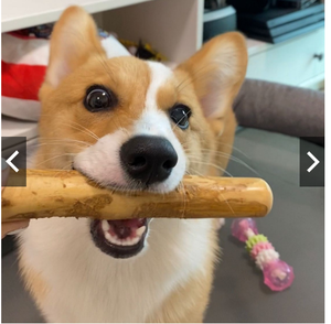 Juguete hecho a mano de madera para café, juguete para mascotas, precio barato - Product Image 4