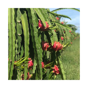 EXOTIC SWEET and SOFT <b>DRAGON</b> <b>FRUIT</b> TREATS FROM NATURE'S GIFT - Product Image 4