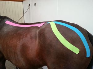 Cinta de Kinesiología para Caballos - Product Image 4