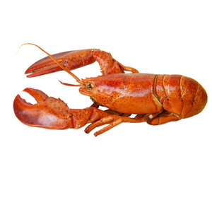 Vente en gros de queues de homard vivant/homard au meilleur prix pour l'exportation Offres Spéciales homard congelé de la plus haute qualité d'exportation - Product Image 5