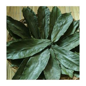 ชา Graviola/Guanabana ใบสะระแหน่แห้งออร์แกนิกบริสุทธิ์จากธรรมชาติ100% - Product Image 1
