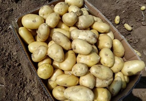 Export Quality <b>Fresh</b> Round <b>Potatoes</b> Cold Storage No Additives Bulk Supply From US Farm to International Buyers - Product Image 3