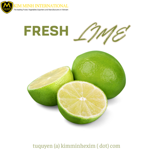 Exportador a granel de Lima fresca sin semillas y sin semillas del proveedor de cítricos de Vietnam - Product Image 6