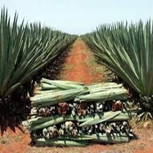 Fibre de sisal naturelle résistante à la chaleur pour la filature ignifuge à prix modéré - Product Image 1