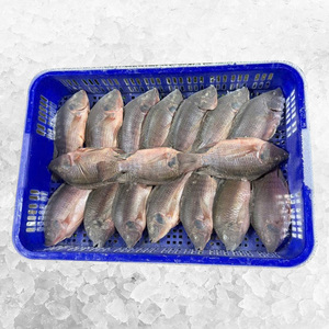 Pescado Tilapia Congelado BQF |   Precio Competitivo |   Suministro Mayorista Confiable para Importadores de Malí - Product Image 5