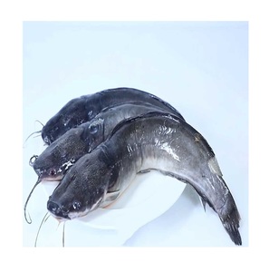 Bagre Congelado al por Mayor - Proveedor de Mariscos de Bagre a Granel - Product Image 4