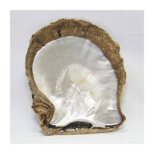White Mother of Pearl Unpolished Whole <b>Shells</b> Pearl <b>Clam</b> <b>Shell</b> Large Capiz Seashells for Crafts and Decor - Product Image 1
