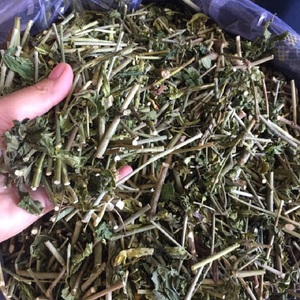 ใบคลินาแอนธัส นูแทนส์ แห้งธรรมชาติ 100% / หญ้างูซาบาห์ / ต้นงู สำหรับชาสมุนไพร - Product Image 5