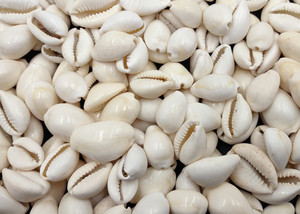 Coquilles de cauri naturelles blanches de qualité supérieure pour décor et accessoires de thème côtier - Product Image 5