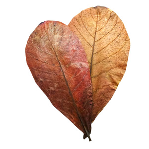 100% feuilles d'amandier séchées naturelles et écologiques 21-25cm 10 par sac 8.26-9.8 pouces Aquarium Pets Plastic Material 100% Pet - Product Image 1