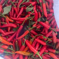 Fresh Raw Red Chili From Vietnam 30kg/pack for Green Chili and Dry Ginger Mixed Spice Recipes