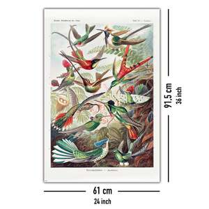 Ernst Haeckel's Art Forms in Nature Hummingbirds <b>Poster</b>-Plate 99 Durable Paper Material - Product Image 5