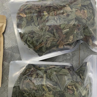 Feuilles de pissenlit séchées de qualité supérieure | Herbe naturelle pour le thé et la désintoxication | Exportation en vrac