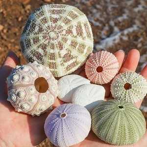 MEJOR PRECIO Blue Lotus 2025 Premium Urchin Seashell Natural Ocean Decor para exhibición de Acuario y regalo - Product Image 4