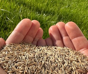 Semillas de Césped de Fescuca Alta Premium. Festuca arundinacea (Granditte DLF) de alta calidad y rápido crecimiento - Product Image 5