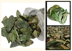 Vietnam Récolte Durable Naturel Feuilles De Corossol Séchées Feuilles D'herbes Sauvages En Gros En Vrac Thé Cueilli À La Main Emballage Sous Vide - Product Image 6