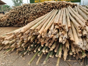 ไม้ไผ่ตกแต่งเสามอสแบบปรับแต่งได้สำหรับการสนับสนุนพืช - Product Image 3