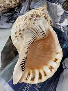 Vente en gros usine directe de haute qualité coquillage naturel trompette coquillages et escargot conque coquilles pour la décoration - Product Image 3